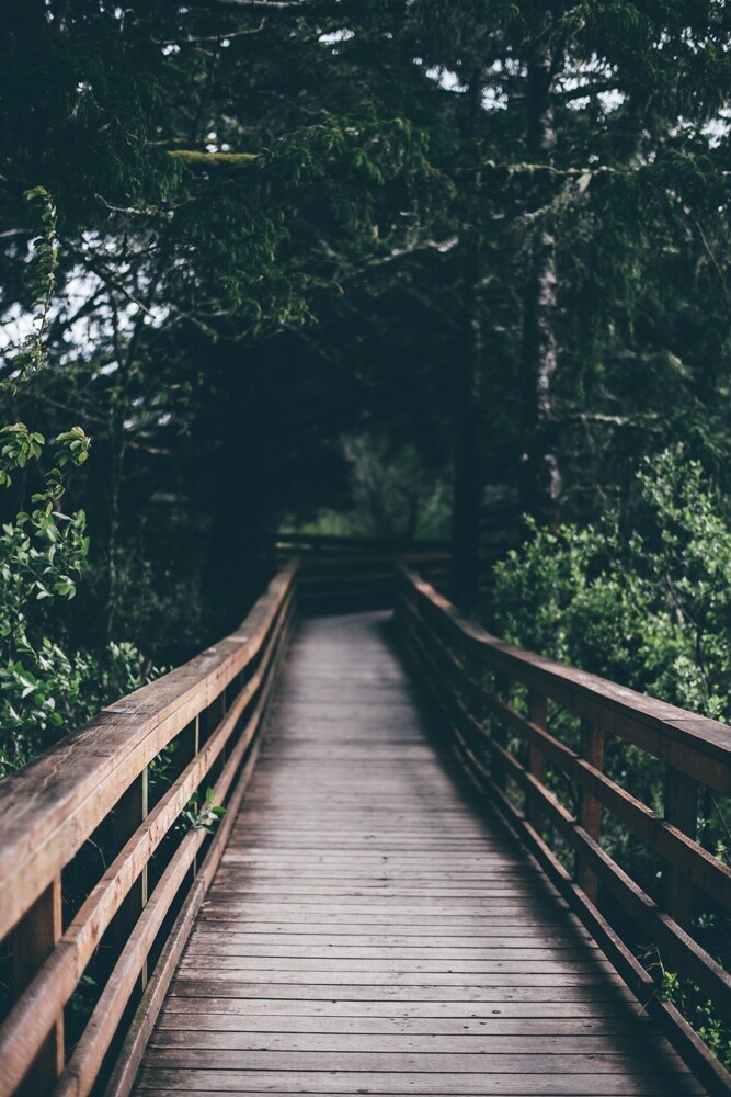 Pont dans la foret