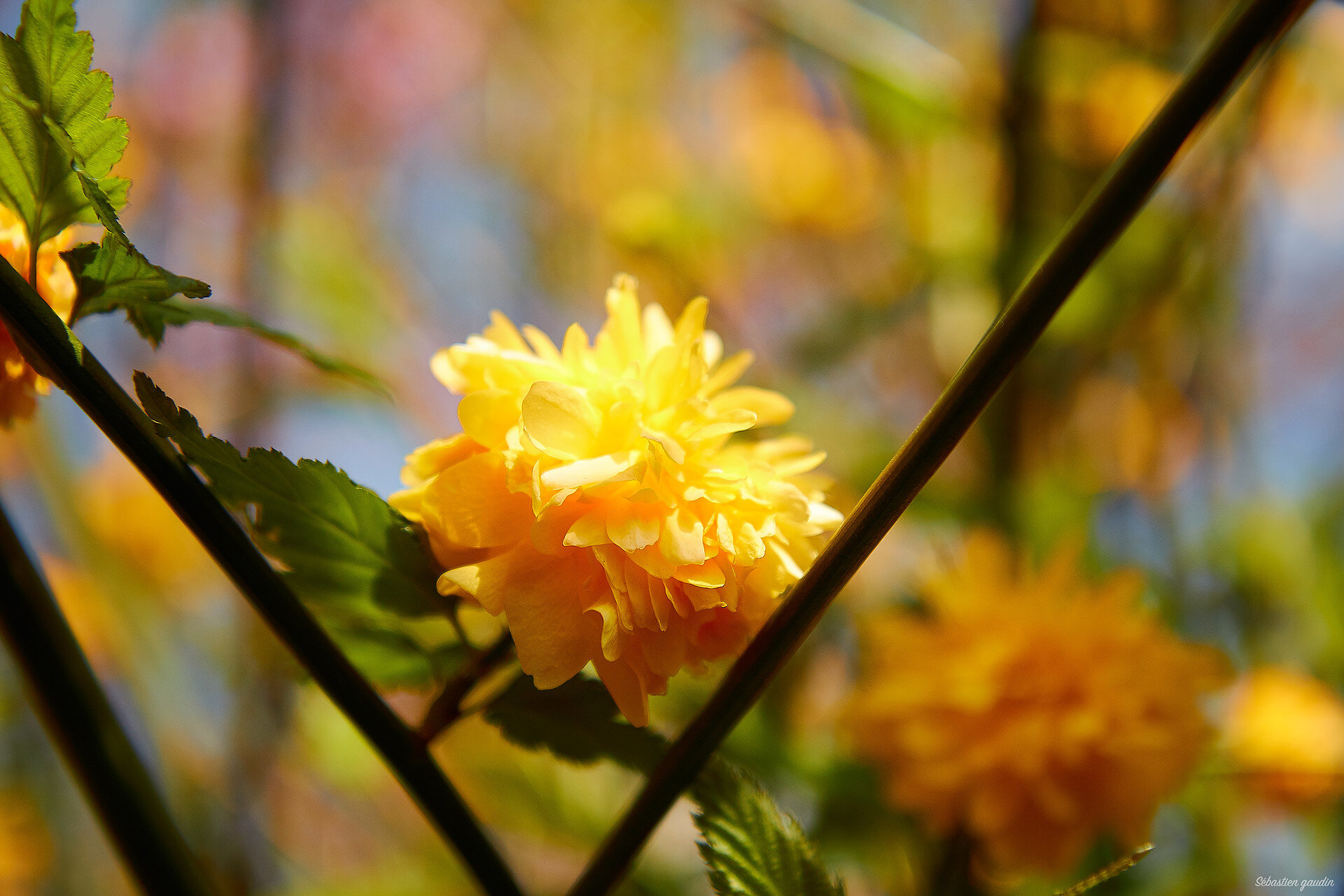 Fleur jaune by Sébastien Gaudin