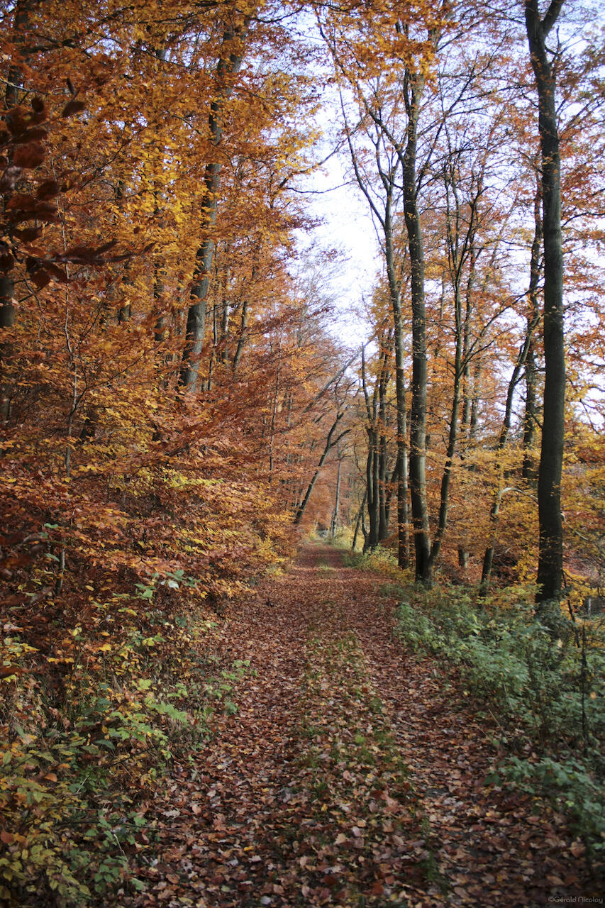 Chemin en foret